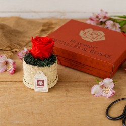 ANNA - ROSA ETERNA