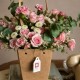 Crisantina •Mini rosas•