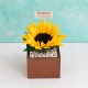 Anna Girasol