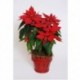 POINSETTIAS