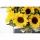 Valentin Girasol Grande