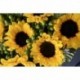 Valentin Girasol Grande