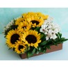 GIRASOLES ROSITA