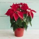 POINSETTIAS