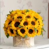 ALMA GIRASOLES